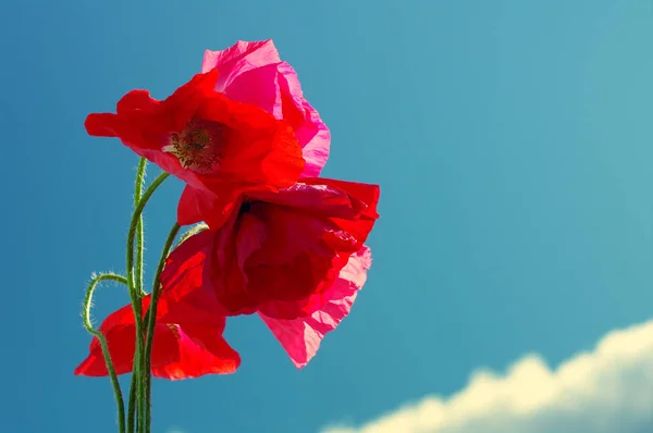 Flores de amapola rosa salvaje contra el cielo azul —  Fotos de Stock
