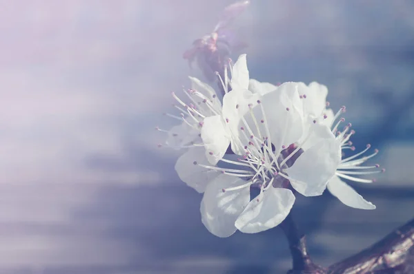 Bunga musim semi untuk latar belakang . — Stok Foto