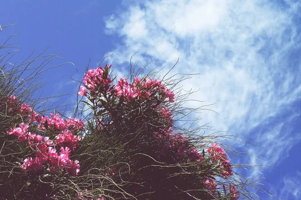 Rosa tropische Blüten einer Bougainvillea — Stockfoto
