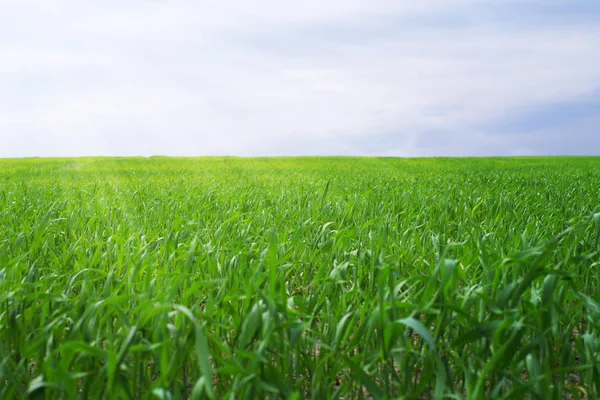 Groene weide met de jonge spruiten van tarwe in de stralen van de zon. — Stockfoto