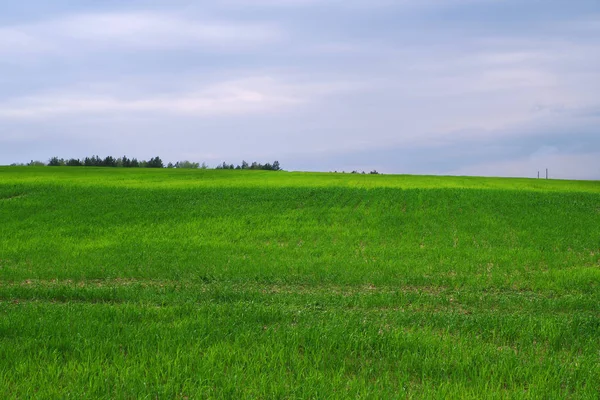 Groen veld met jonge spruiten van tarwe. — Stockfoto