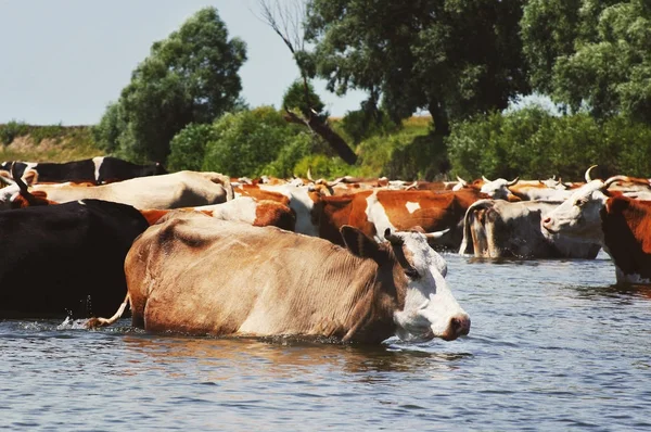 Vaches sur un point d'arrosage sur la rivière — Photo