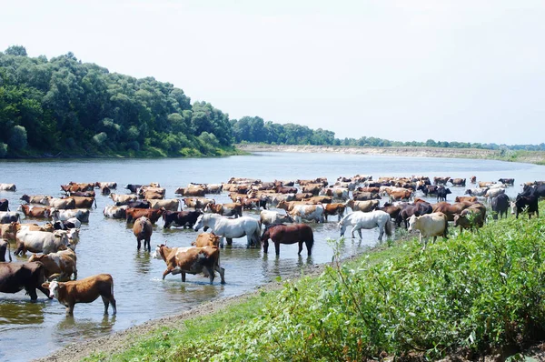 Vacas y caballos en un lugar de riego en el río — Foto de Stock