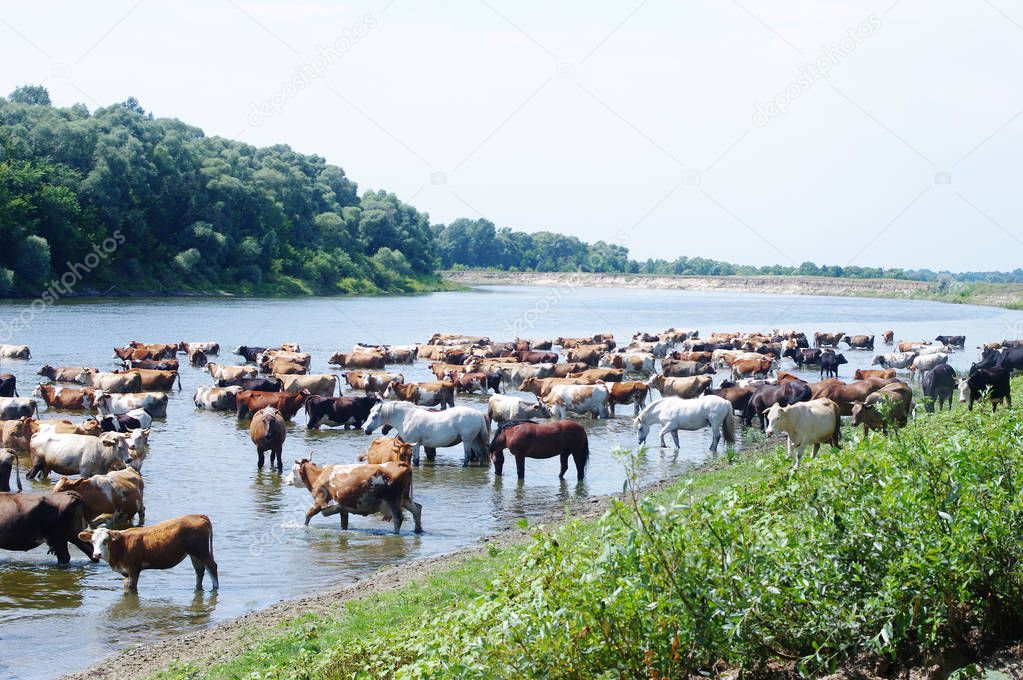 ows and horses on a watering place on the river