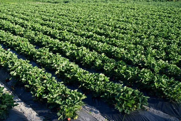 Piantagioni di fragole in giorno estivo — Foto Stock