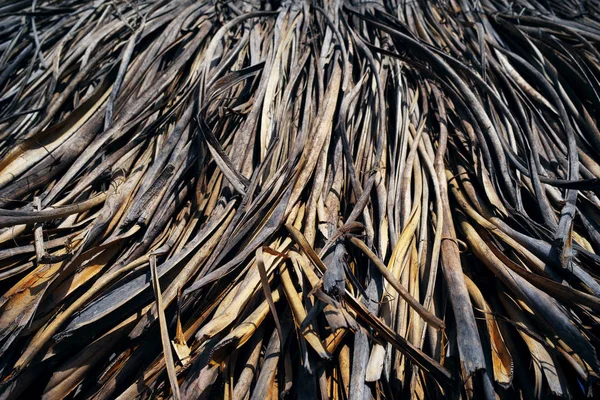 Textural naturliga bakgrund från torra tropiska lämnar — Stockfoto