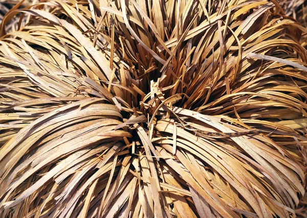 Текстурный натуральный фон из сухих тропических листьев — стоковое фото