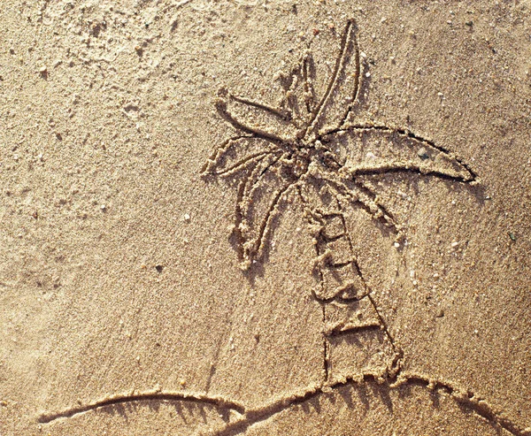Teckning av en Palm på sea sand på stranden — Stockfoto