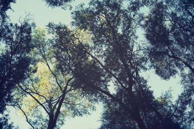 Ağacın başına, tonda. 