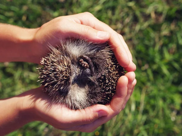 Little hedgehog in hands