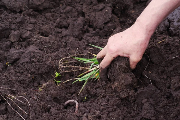 Nettoyage d'un jardin de mauvaises herbes . — Photo