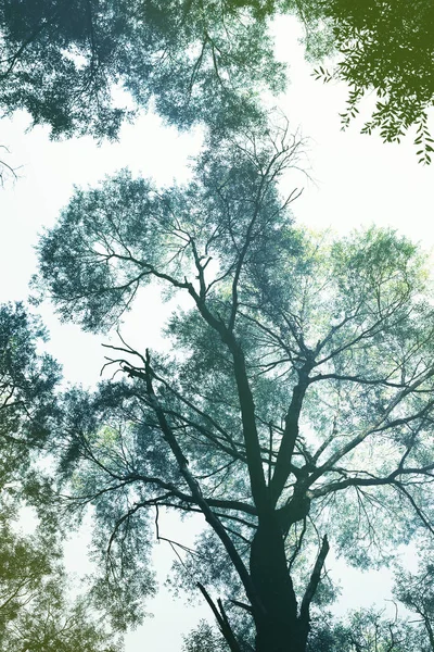 머리, 나무의 가지 톤. — 스톡 사진