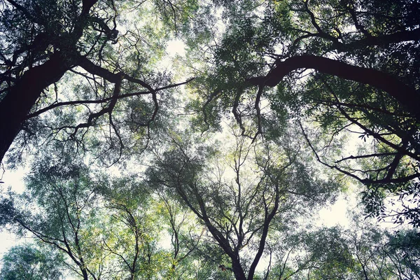 Ветви дерева над головой, тонированные . — стоковое фото
