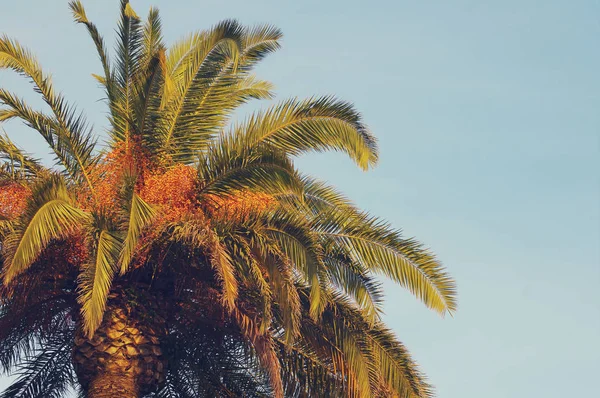 Date palm tree against sky, sea tour, toned.