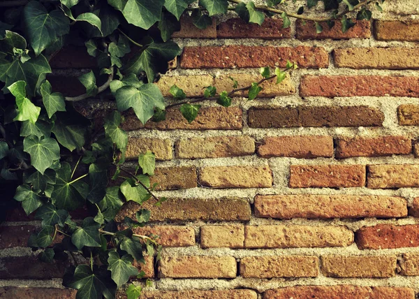 Dokusal taş duvar c yeşil sarmaşık — Stok fotoğraf