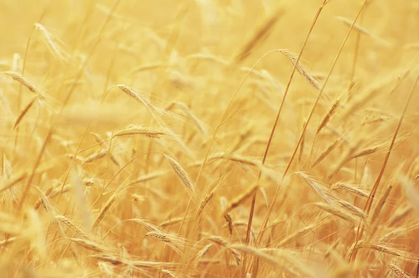 Campo d'orzo nei toni del giallo delicato, messa a fuoco morbida — Foto Stock