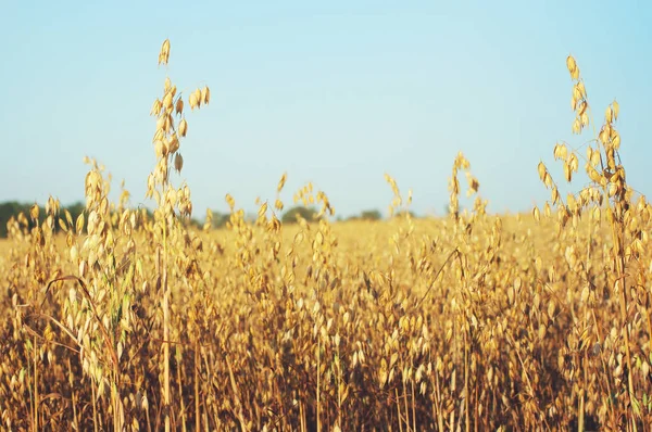 Campo di avena contro il cielo, soft focus — Foto Stock