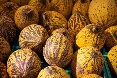 Bir tezgahın üzerine yalan taze sulu kavun 