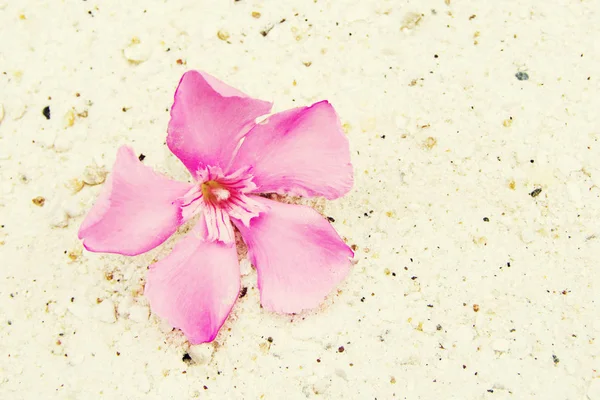 Flor rosa de una adelfa (Nerium) sobre un blanco ver arena. — Foto de Stock