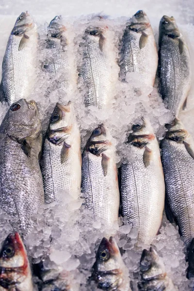 氷の上に横たわる新鮮な海魚 — ストック写真