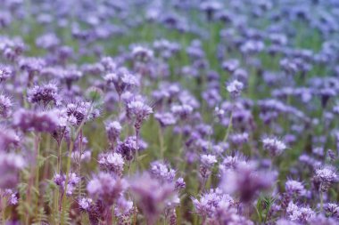 Bright field of a Phacelia clipart