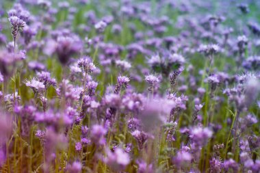 Bir Phacelia, aydınlık alan