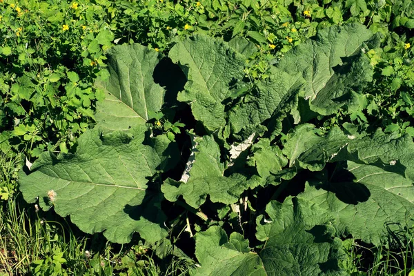 Las hojas grandes verdes de la bardana —  Fotos de Stock