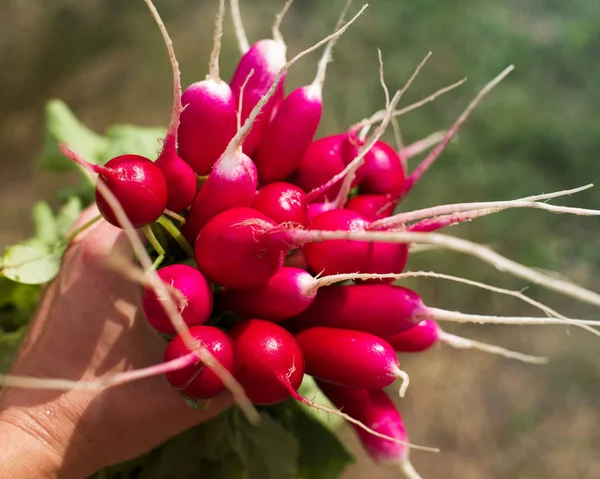 Bunch of a fresh juicy garden radish in a female hand. — Stock Photo, Image