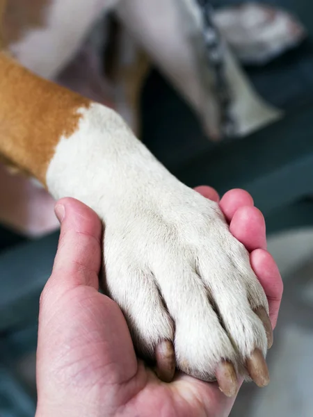Perro patas y mano humana — Foto de Stock