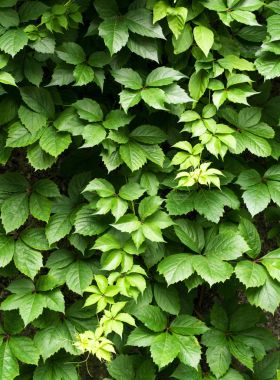 Yeşil asması, yeşil bitki tırmanma