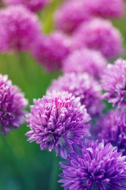 Bahçede bıçaklamak çiçek