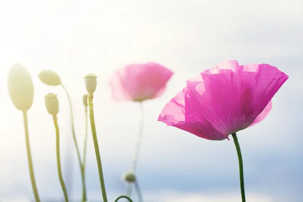 A wild rózsaszín mák virág — Stock Fotó