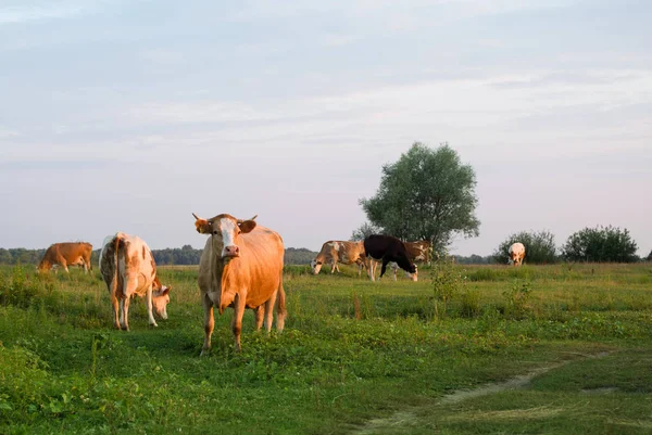 Vacas en un prado verde en rayos que ponen el sol . — Foto de Stock