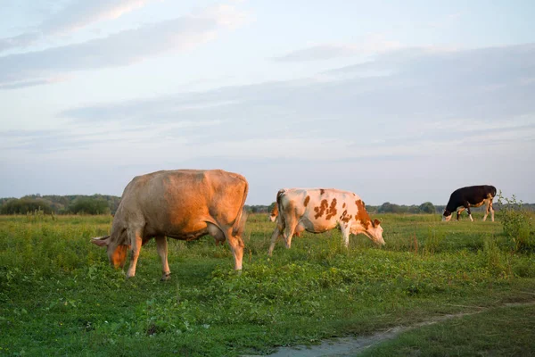 Vacas en un prado verde en rayos que ponen el sol . — Foto de Stock