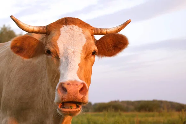 Tête d’une vache rouge ferme vers le haut contre le fond du ciel — Photo