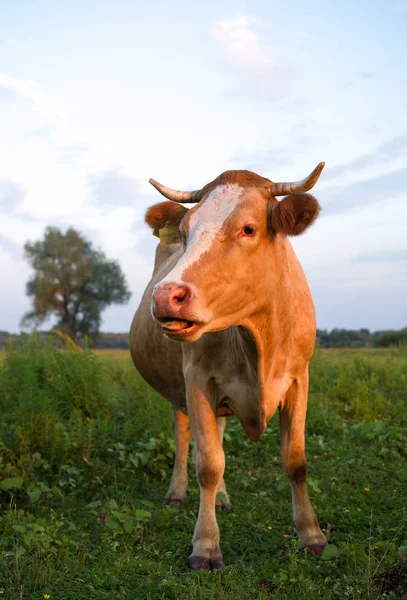 Red cow close up against the background of the sky — Stock Photo, Image