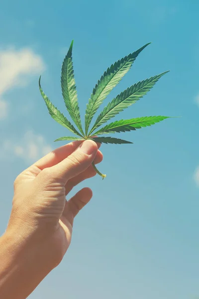 Cannabisblatt in der Hand vor dem Hintergrund des Himmels, sonnig, getönt. — Stockfoto