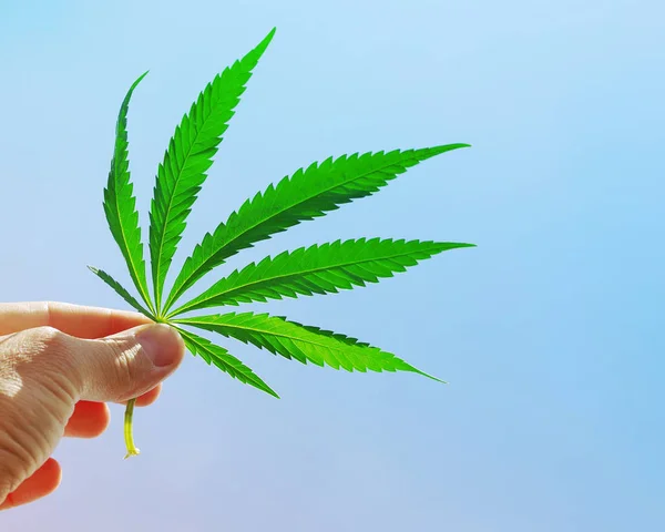 Cannabisblatt in der Hand vor dem Hintergrund des Himmels, sonnig, getönt. — Stockfoto