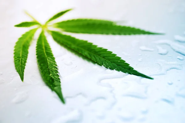 Cannabisblatt auf einer nassen Metalloberfläche — Stockfoto