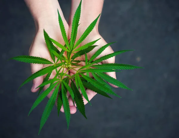 Cannabis-Blatt in der Handfläche — Stockfoto