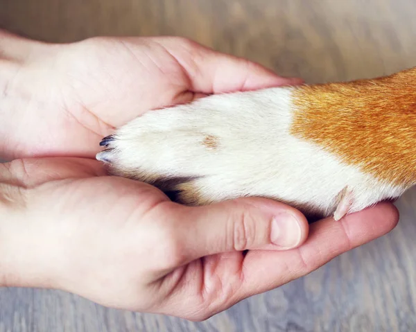 Perro patas y mano humana de cerca . — Foto de Stock