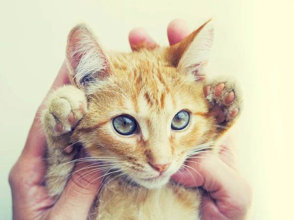 美丽的红色小猫在人的手中 — 图库照片