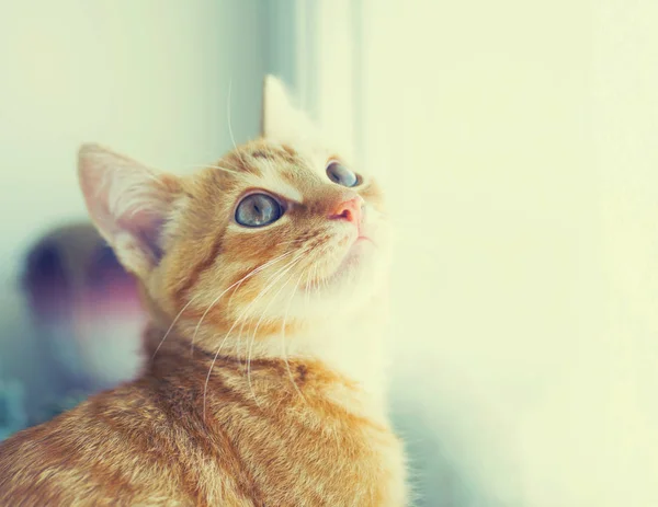 Mooie rode kitten op een venster — Stockfoto