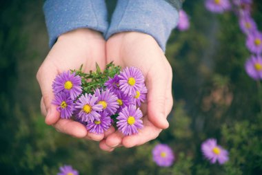 Lila sonbahar flowersin kızın elini, yumuşak odak. 