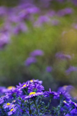  Eflatun Aster bloom, mavi çiçekler