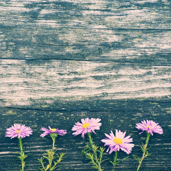 Lilac autumn flowers on old wooden background. — Stock Photo, Image