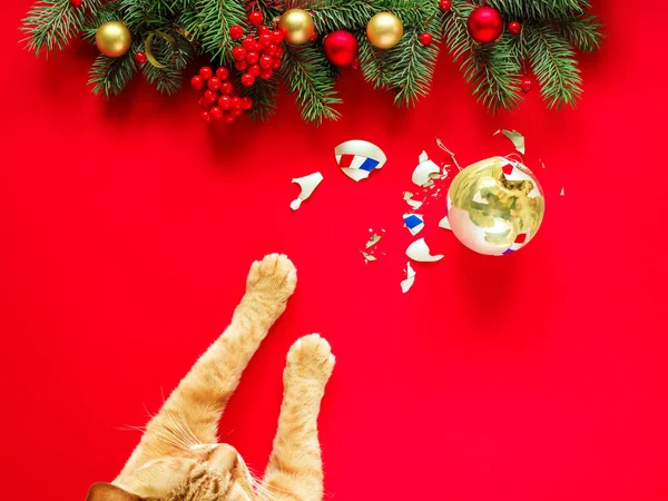 Tlapa Červené Kočky Rozbitý Vánoční Skleněný Míč Pod Novoroční Větve — Stock fotografie