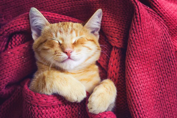 Chaton Roux Mignon Dormant Enveloppé Dans Une Écharpe Rouge — Photo