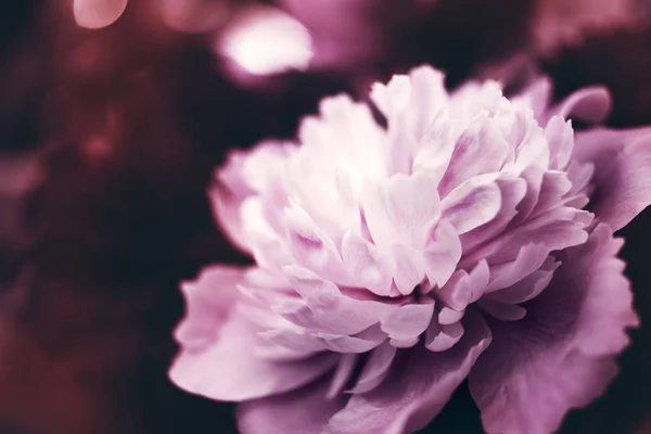 Strauß Rosa Pfingstrosen Pastellfarben Nahaufnahme Auf Dunklem Hintergrund Sanfter Blumiger — Stockfoto