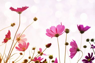 Flower background with pink wild flowers against the background of the sky, soft focus, bottom view, toned.